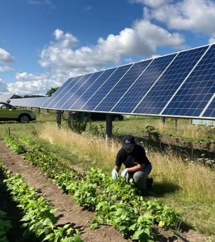 A real-life example of an agro-solar hybrid ecological project. Under a clear blue sky dotted with large white clouds, rows of deep blue solar photovoltaic panels, supported by tall metal frames, stretch into the distance. Below the photovoltaic arrays and in the gaps between them, neat rows of low-lying, lush green crops are cultivated. An agricultural worker, wearing a black hat, black clothes, and white gloves, is squatting between the rows of crops, carefully checking their growth. A green vehicle is parked in the background to the left, showcasing the integration of agriculture and photovoltaic power generation.