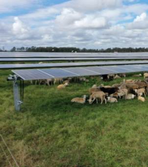 On a vast green pasture, rows of large solar photovoltaic panels are neatly erected in parallel, stretching into the distance. Under the blue sky and white clouds, flocks of sheep graze and rest leisurely on the grass beneath the photovoltaic panels, which also provide some shade for the sheep. This vividly demonstrates the ecological circular economy scene of 